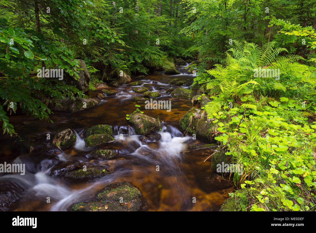 Ruisseau de montagne après la pluie à Kleine Ohe à Waldhauser dans le Parc National de la Forêt bavaroise en Bavière, Allemagne Banque D'Images