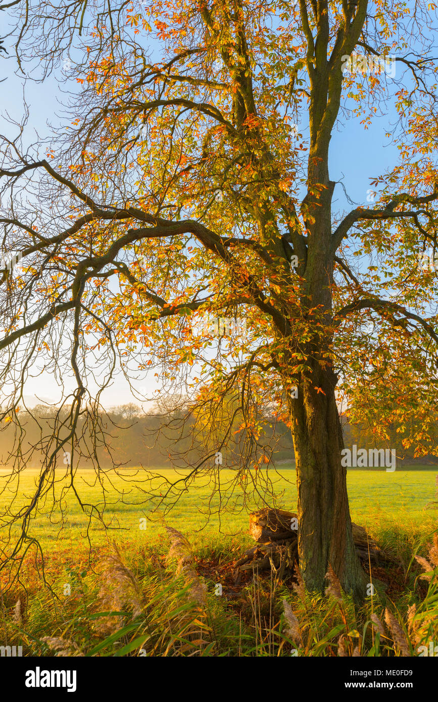 Branches dénudées et les feuilles de marronnier dans misty meadow en lumière du matin en automne en Hesse, Allemagne Banque D'Images