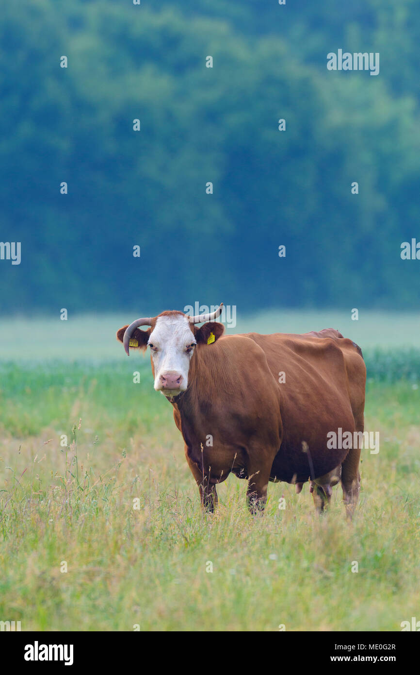 Portrait de cow standing in meadow looking at camera en Hesse, Allemagne Banque D'Images