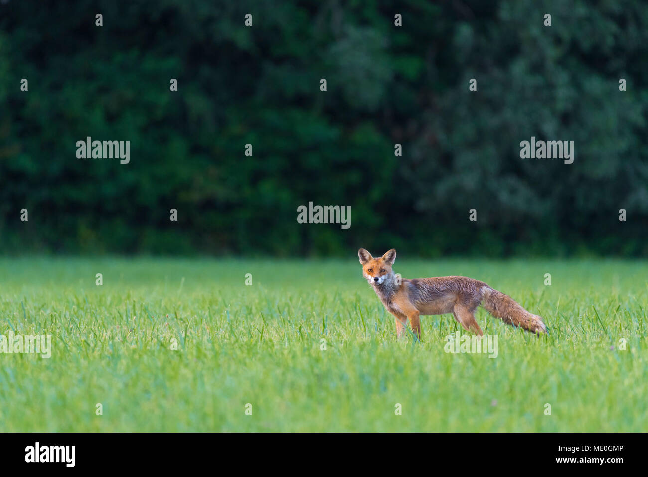 Portrait de red fox (Vulpes vulpes) à la recherche à l'appareil photo sur un pré herbeux en été, Hesse, Allemagne Banque D'Images