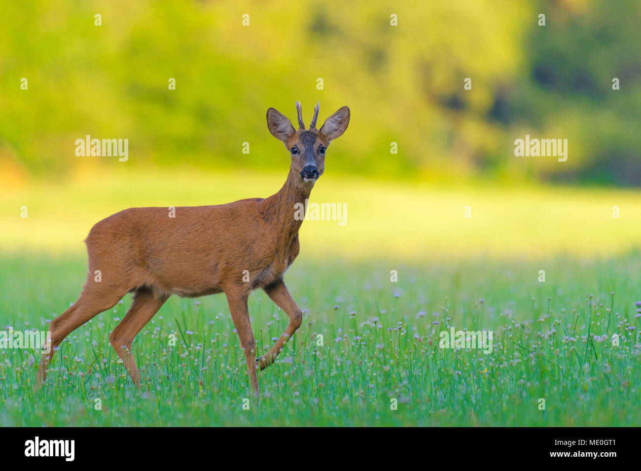 Portrait d'un western chevreuils (Capreolus capreolus) roebuck debout dans les champs en été dans la région de Hesse, Allemagne Banque D'Images