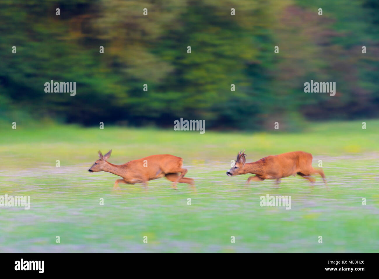 L'ouest, deux chevreuils (Capreolus capreolus) traversant le champ à rut en Hesse, Allemagne Banque D'Images