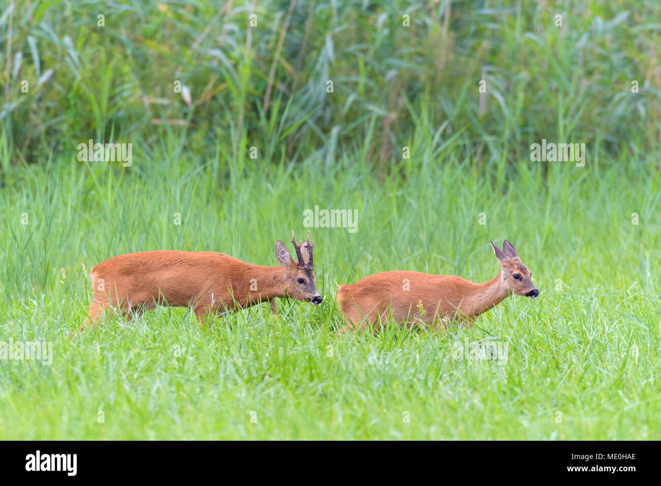 L'ouest de chevreuils (Capreolus capreolus) marche à travers les champs en rut en Hesse, Allemagne Banque D'Images