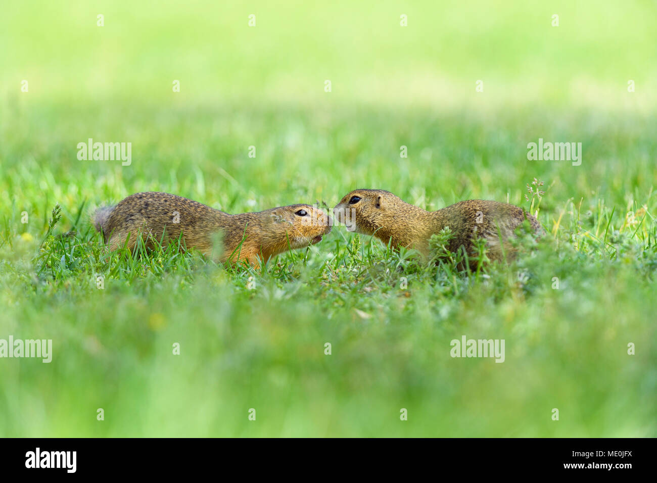Deux, Européenne (Spermophilus citellus) rencontre nez à nez en champ dans le Burgenland, Autriche Banque D'Images