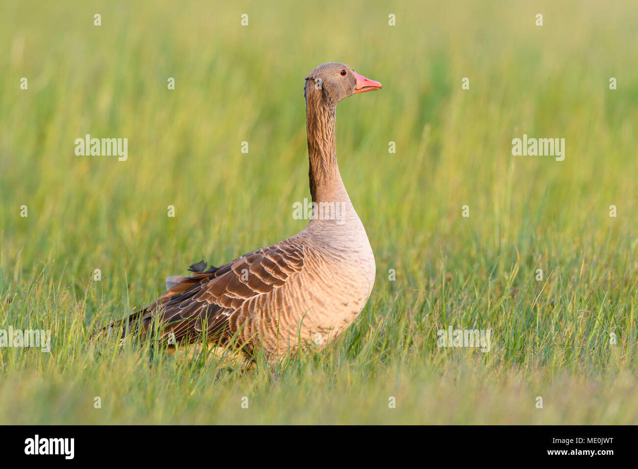 Portrait de profil d'une oie cendrée (Anser anser) debout dans un champ d'herbe au bord du lac de Neusiedl, dans le Burgenland, Autriche Banque D'Images