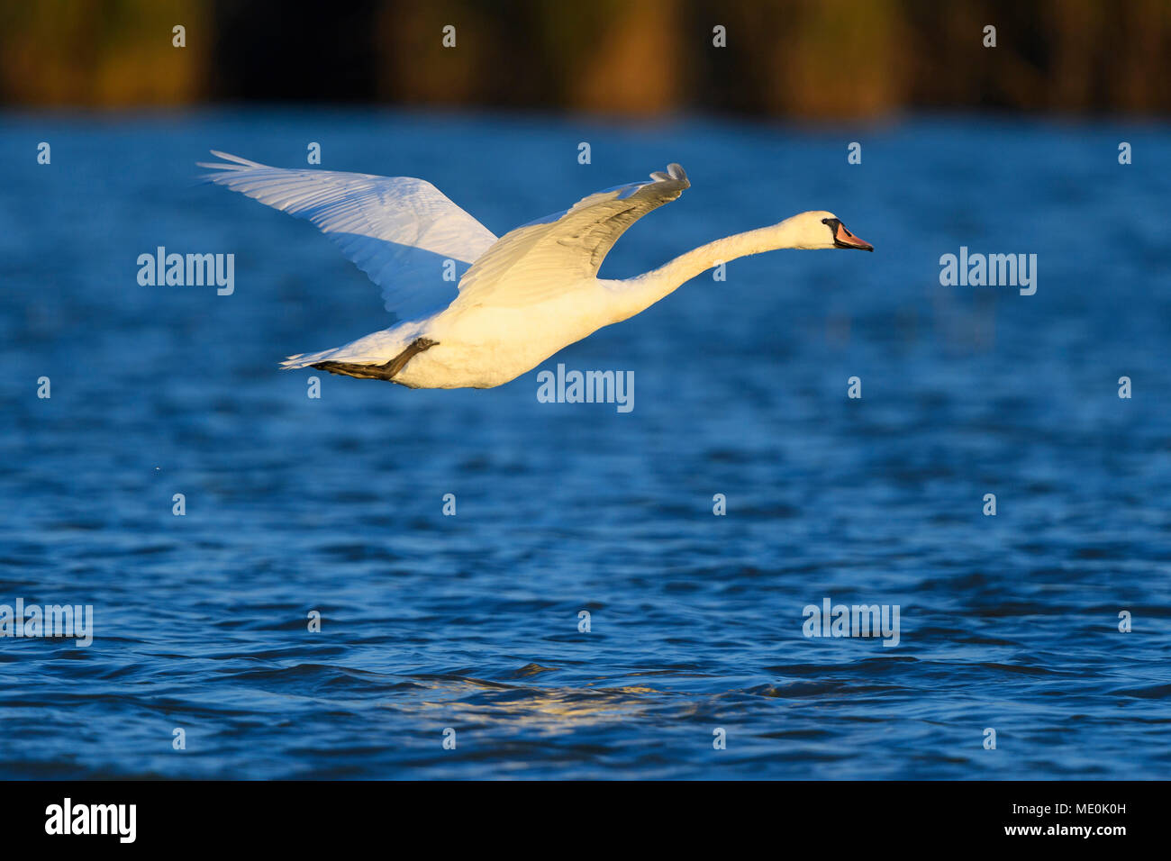 Profil d'un mute swan (Cygnus olor) en vol au dessus des eaux bleues du Lac de Neusiedl en Burgenland, Autriche Banque D'Images