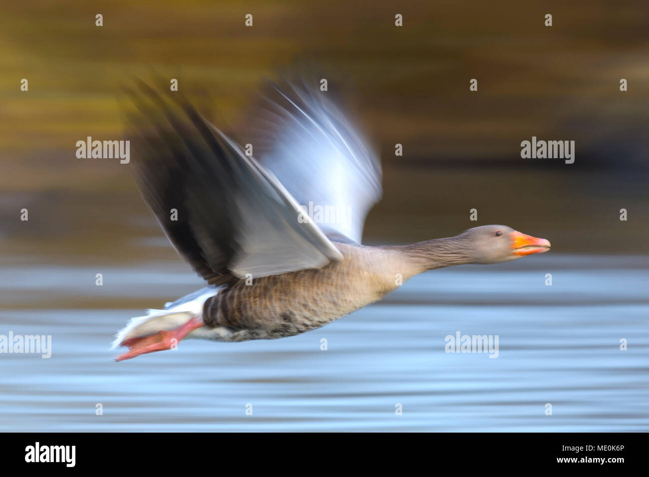 Close-up de l'oie cendrée (Anser anser) volant au-dessus de l'eau dans blurred motion, Allemagne Banque D'Images