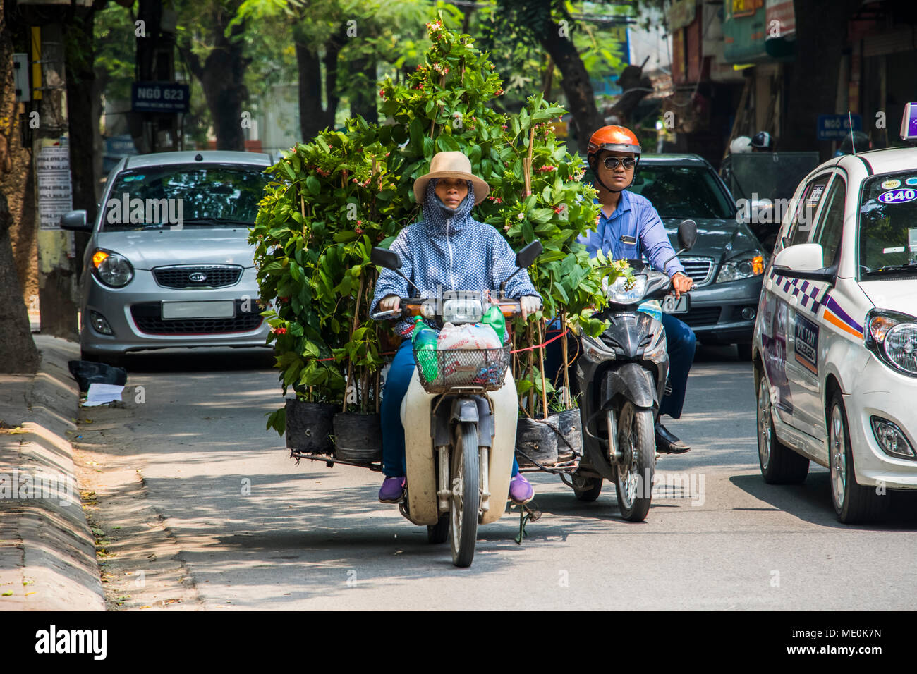 Femme transportant de grandes plantes sur une moto dans le vieux quartier, Hanoi, Hanoi, Vietnam Banque D'Images