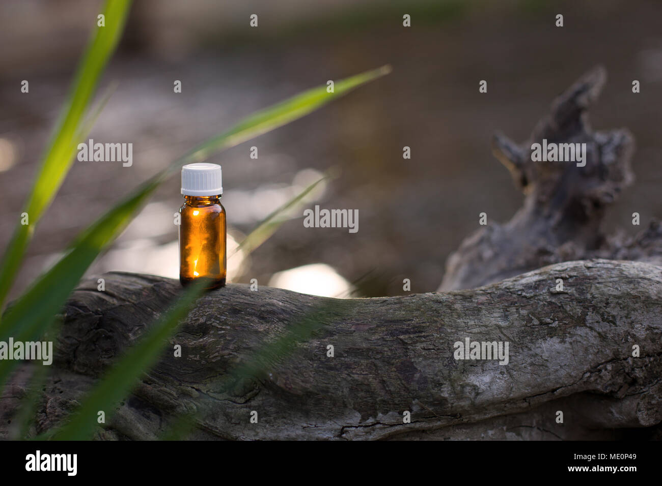 L'arbre de thé frais et d'huile essentielle. Thérapie naturelle, la santé. Banque D'Images