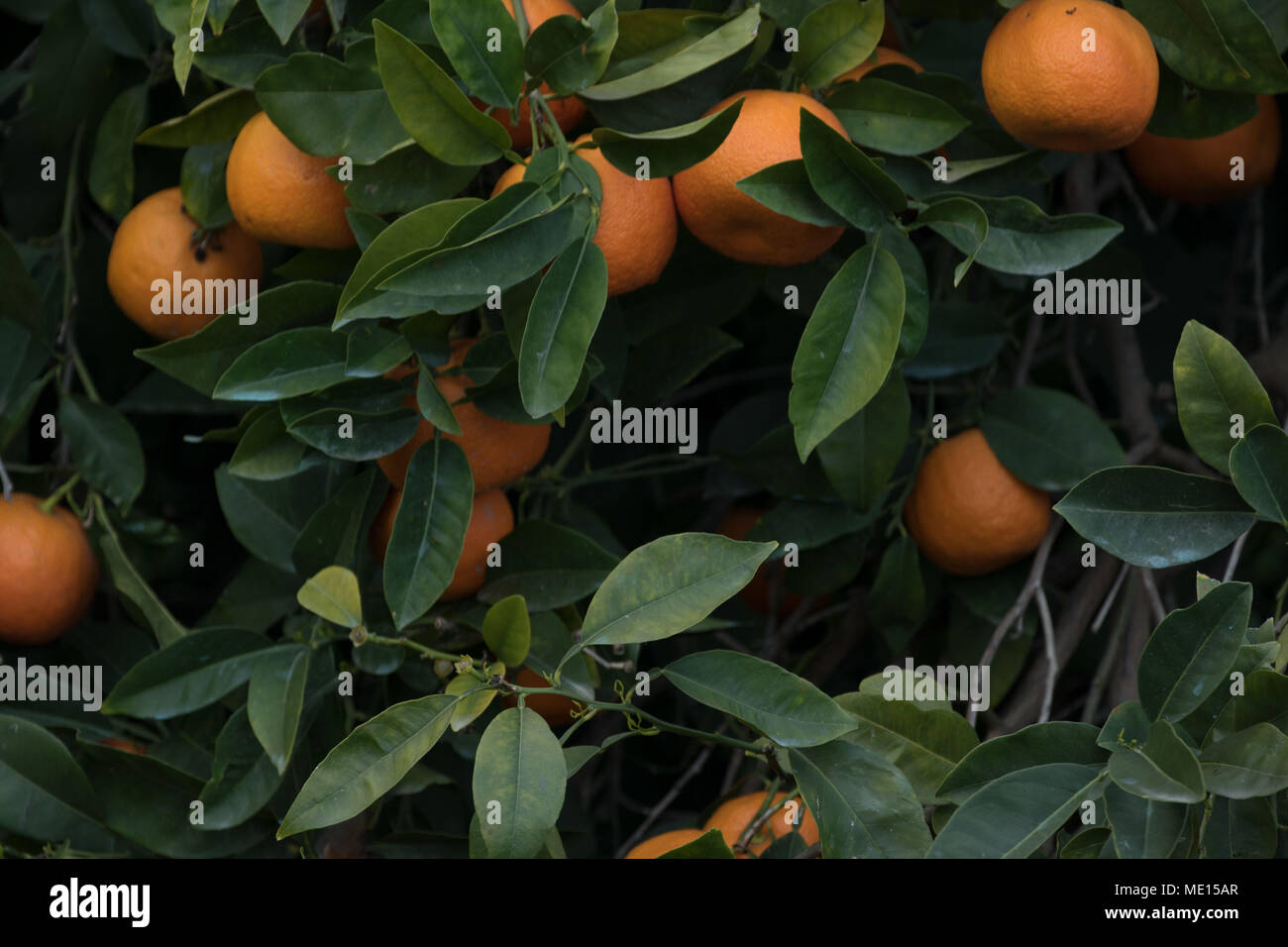 Verger orange envahi par près de polis dans le district de Paphos Chypre, île de la Méditerranée, Chypre Banque D'Images