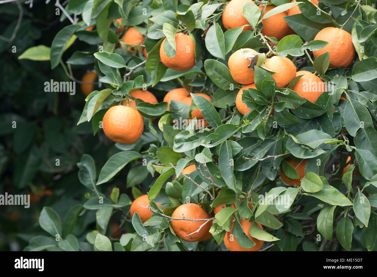 Verger orange envahi par près de polis dans le district de Paphos Chypre, île de la Méditerranée, Chypre Banque D'Images