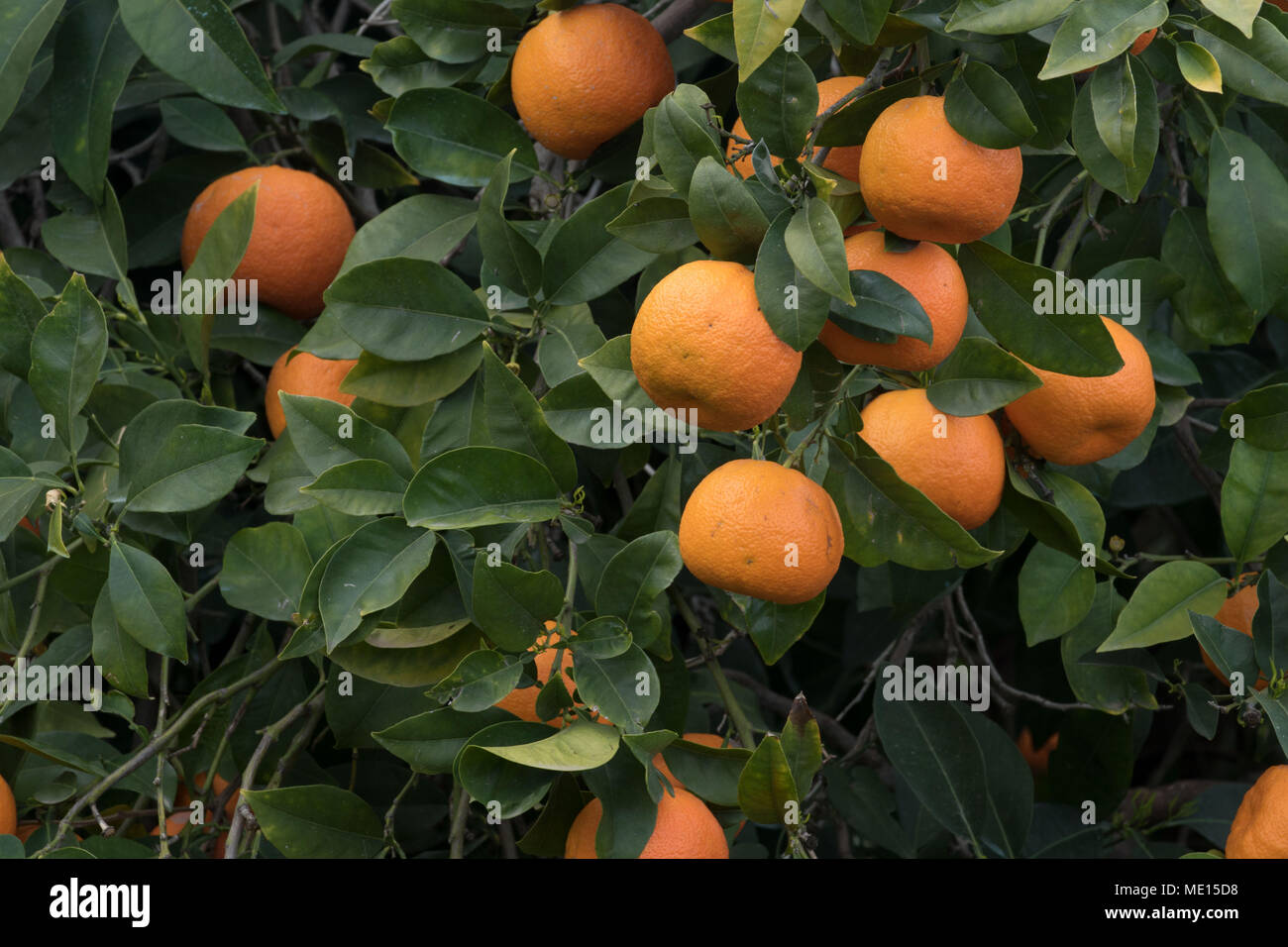 Verger orange envahi par près de polis dans le district de Paphos Chypre, île de la Méditerranée, Chypre Banque D'Images