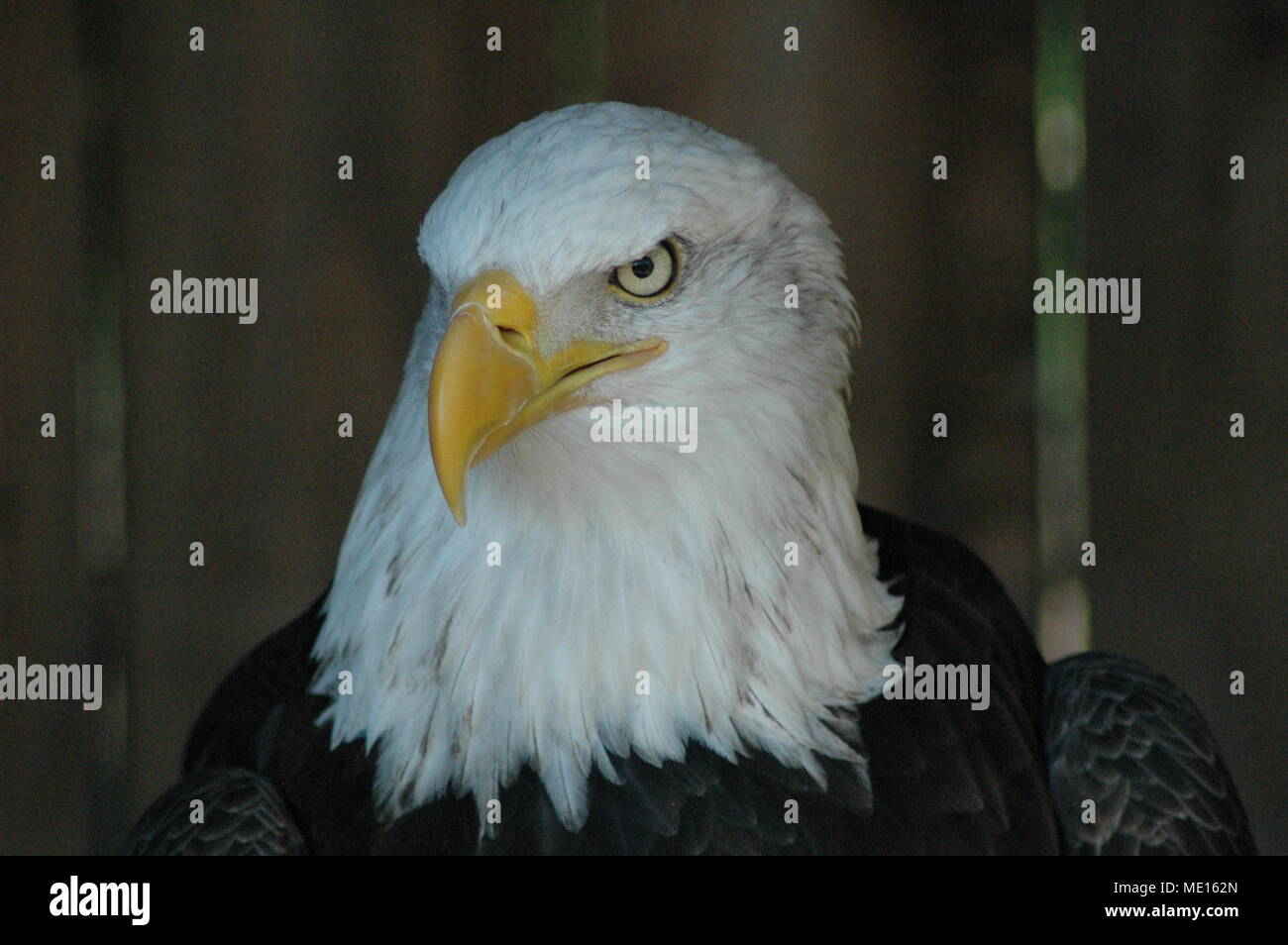 Le regard de l'aigle Banque D'Images