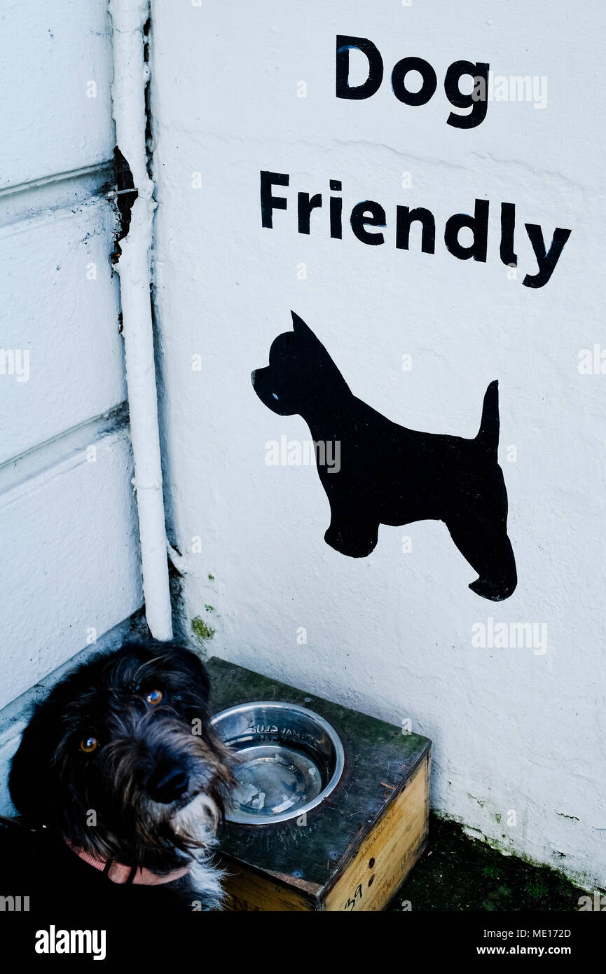 Dog friendly établissement fournissant des rafraîchissements pour thisty chats. Banque D'Images