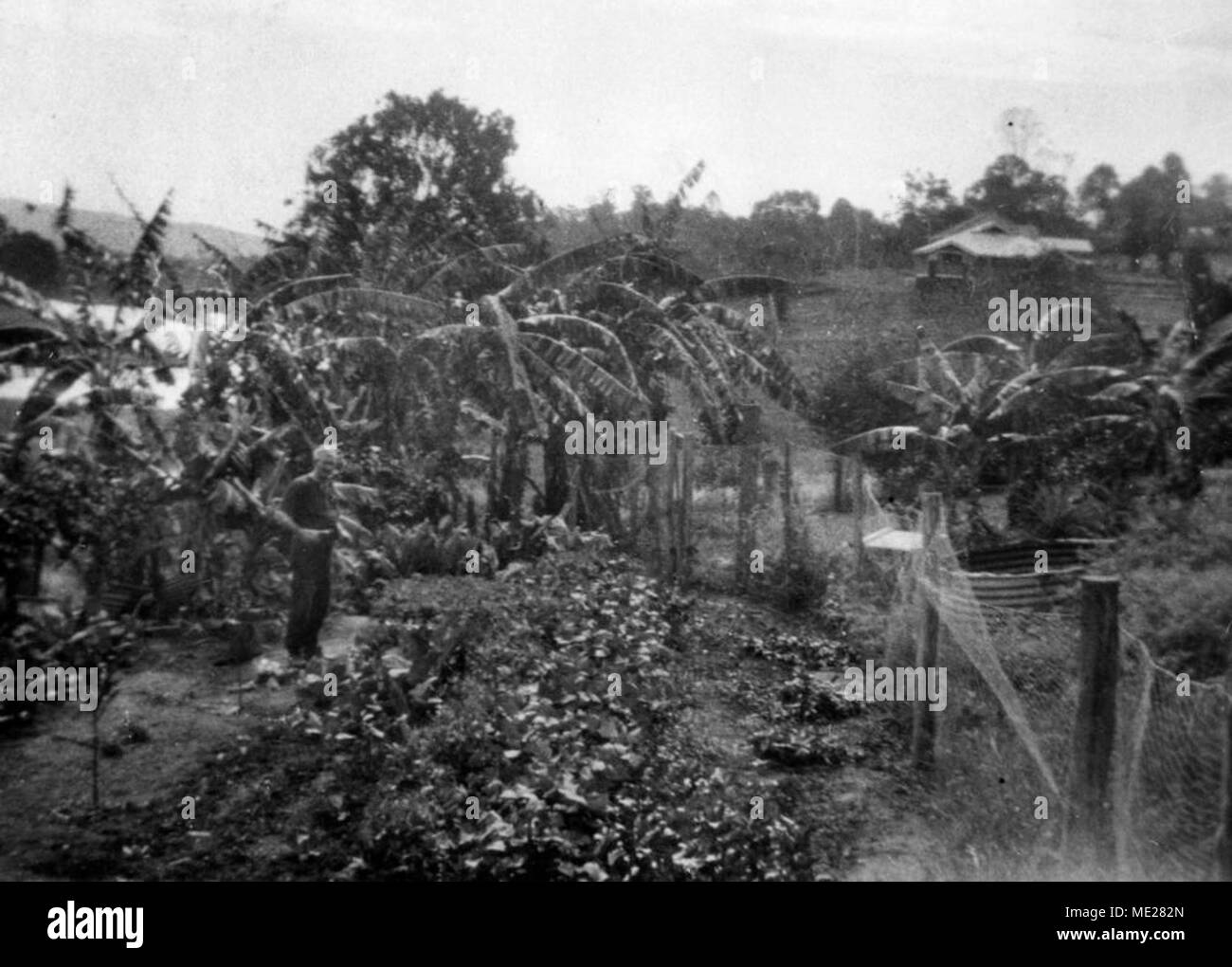 Gentleman debout dans le potager entouré de bananiers. Banque D'Images