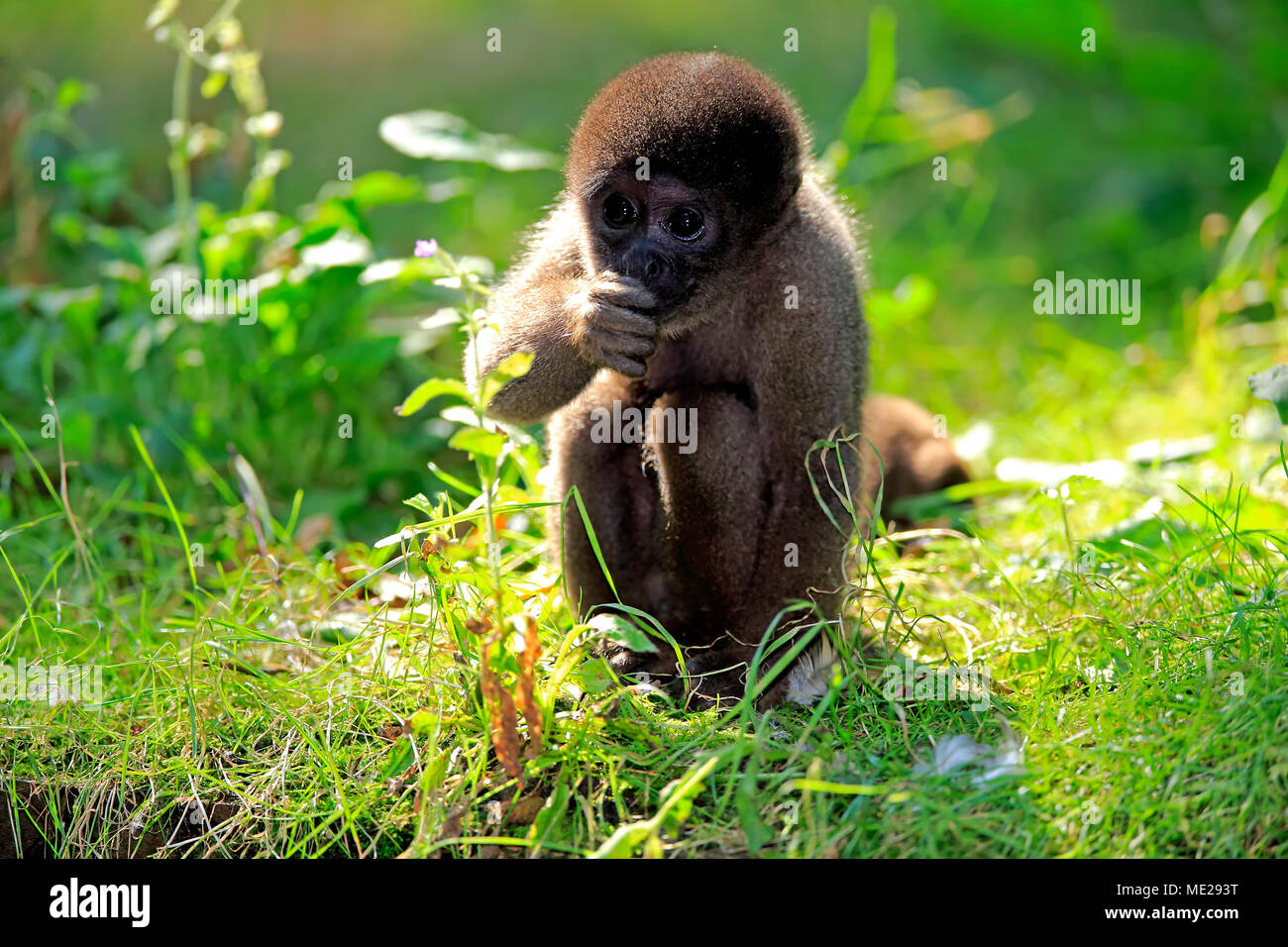 Brown (Lagothrix lagotricha singe laineux), les jeunes de l'alimentation des animaux en captivité, Banque D'Images