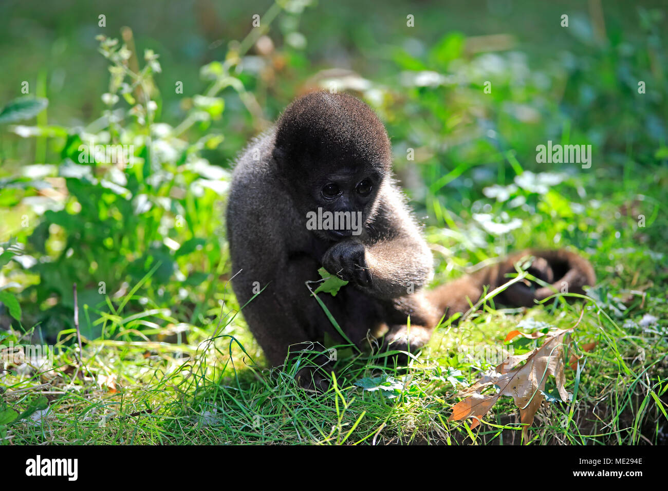 Brown (Lagothrix lagotricha singe laineux), les jeunes de l'alimentation des animaux en captivité, Banque D'Images