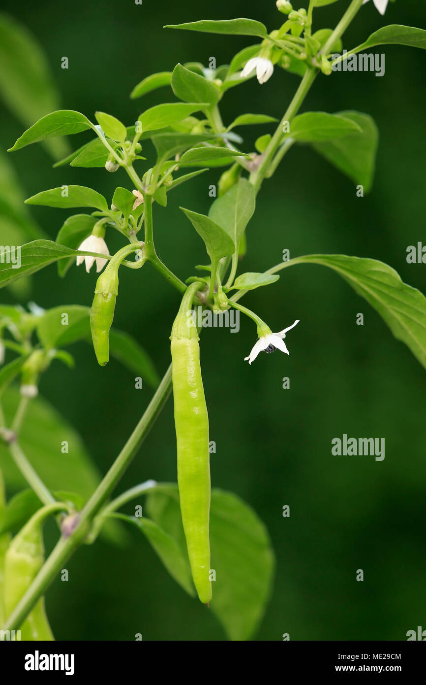 Capsicum annuum, white blossom, plante avec fruits, Allemagne Banque D'Images