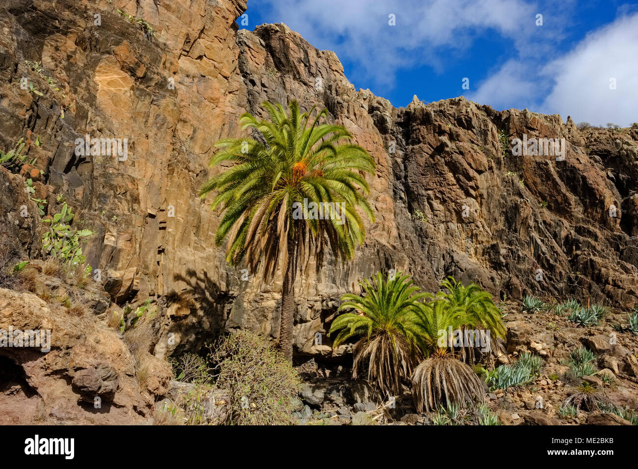 Île des dattiers (Phoenix canariensis), gorge près de Alajero, La Gomera, Canary Islands, Spain Banque D'Images