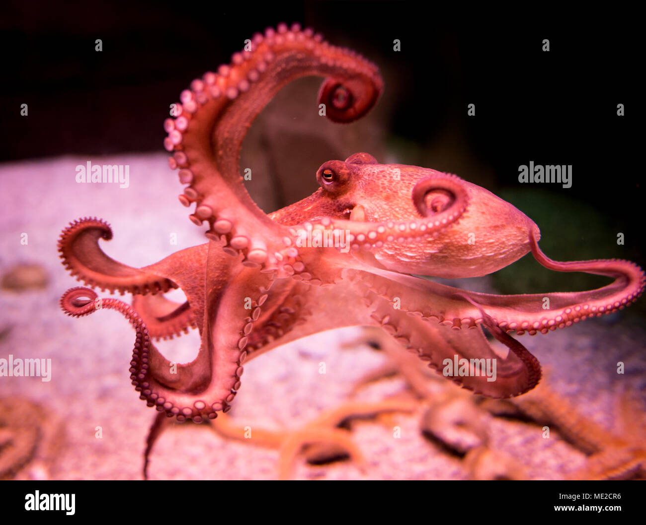 Pieuvre rouge (Octopoda) dans un aquarium, captive Banque D'Images
