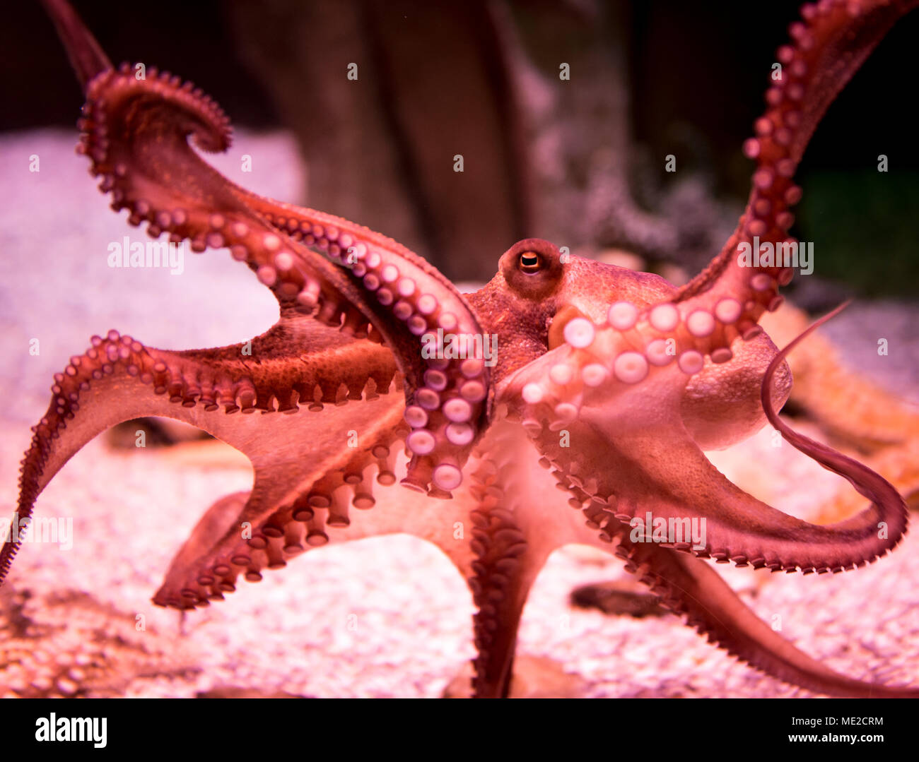 Pieuvre rouge (Octopoda) dans un aquarium, captive Banque D'Images
