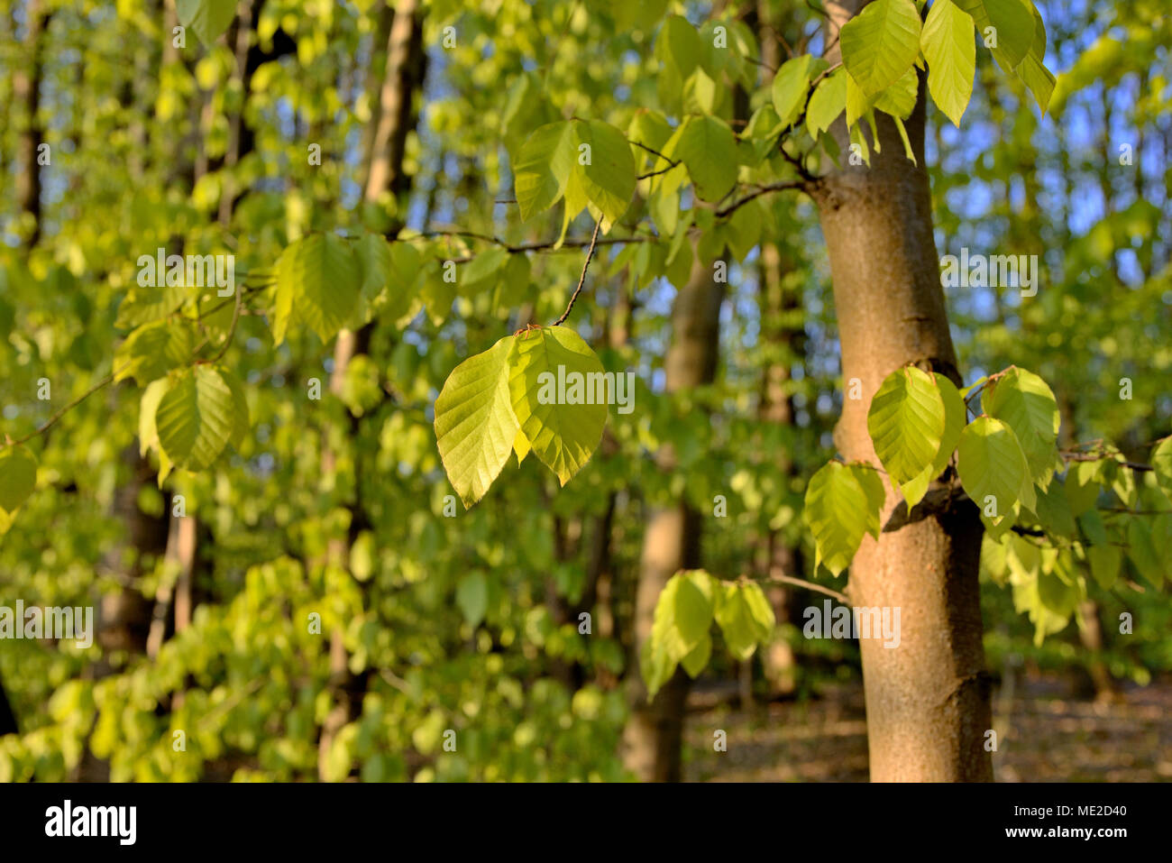 Le hêtre commun (Fagus sylvatica) avec des pousses de feuilles, en Rhénanie du Nord-Westphalie, Allemagne Banque D'Images