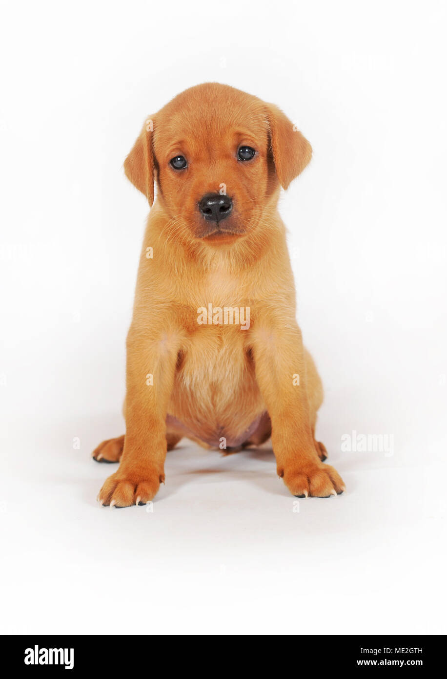 Labrador Retriever, jaune, chiot 6 semaines, assis Banque D'Images