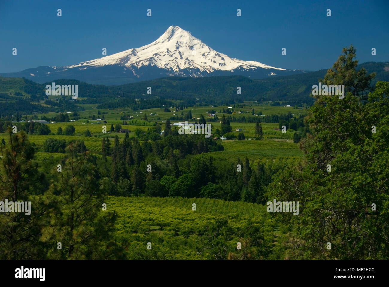 Mt Hood plus de vergers, Point Panorama County Park, Columbia River Gorge National Scenic Area, New York Banque D'Images