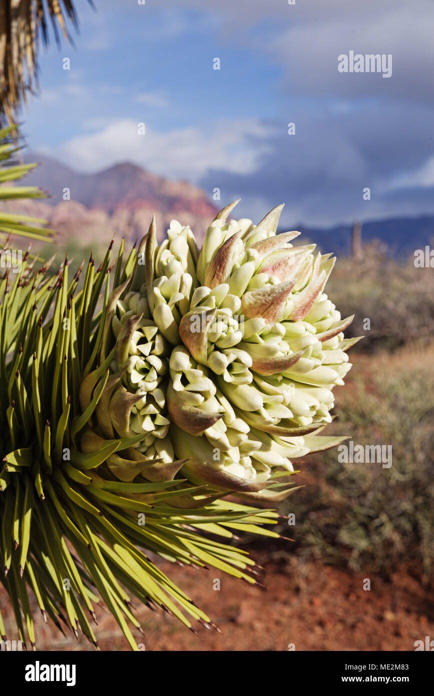 Vertical image de Joshua Tree ou Yucca brevifolia flower au Red Rock de conservation au Nevada Banque D'Images
