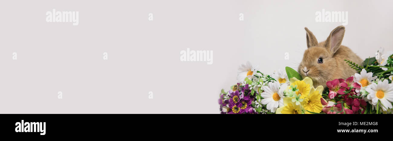 Lapin mignon avec des fleurs Banque D'Images