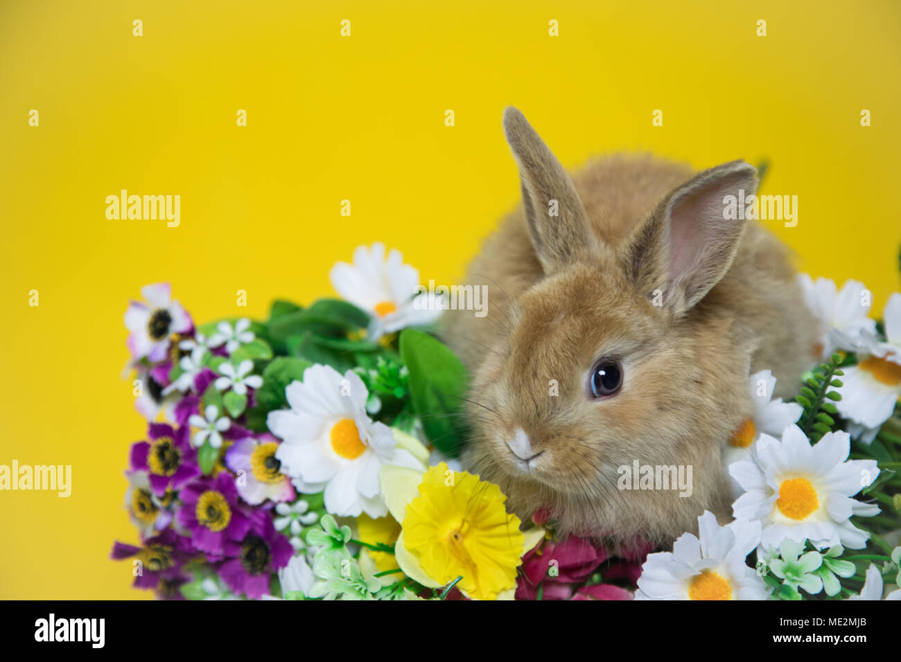 Lapin mignon avec des fleurs Banque D'Images