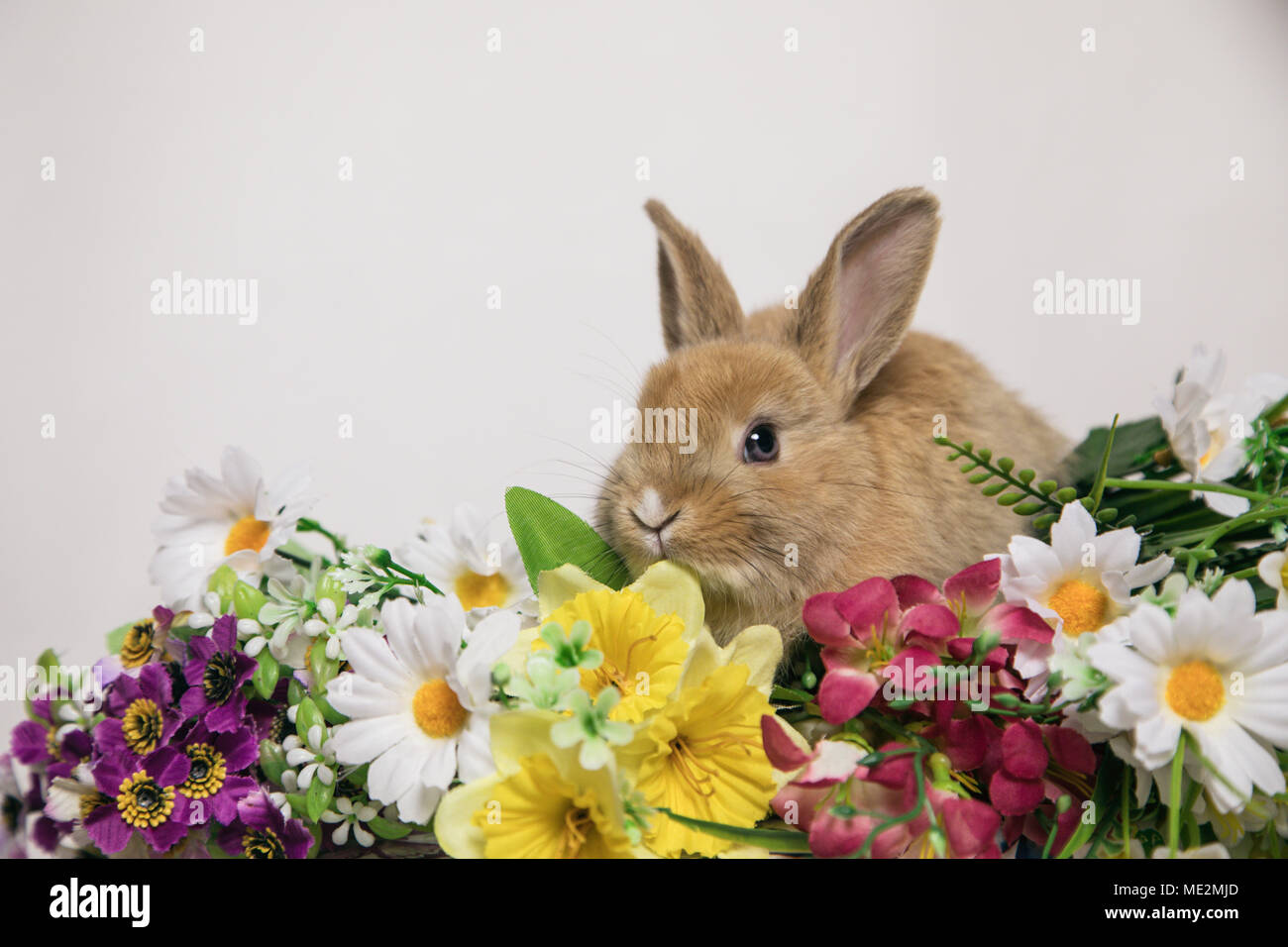 Lapin mignon avec des fleurs Banque D'Images