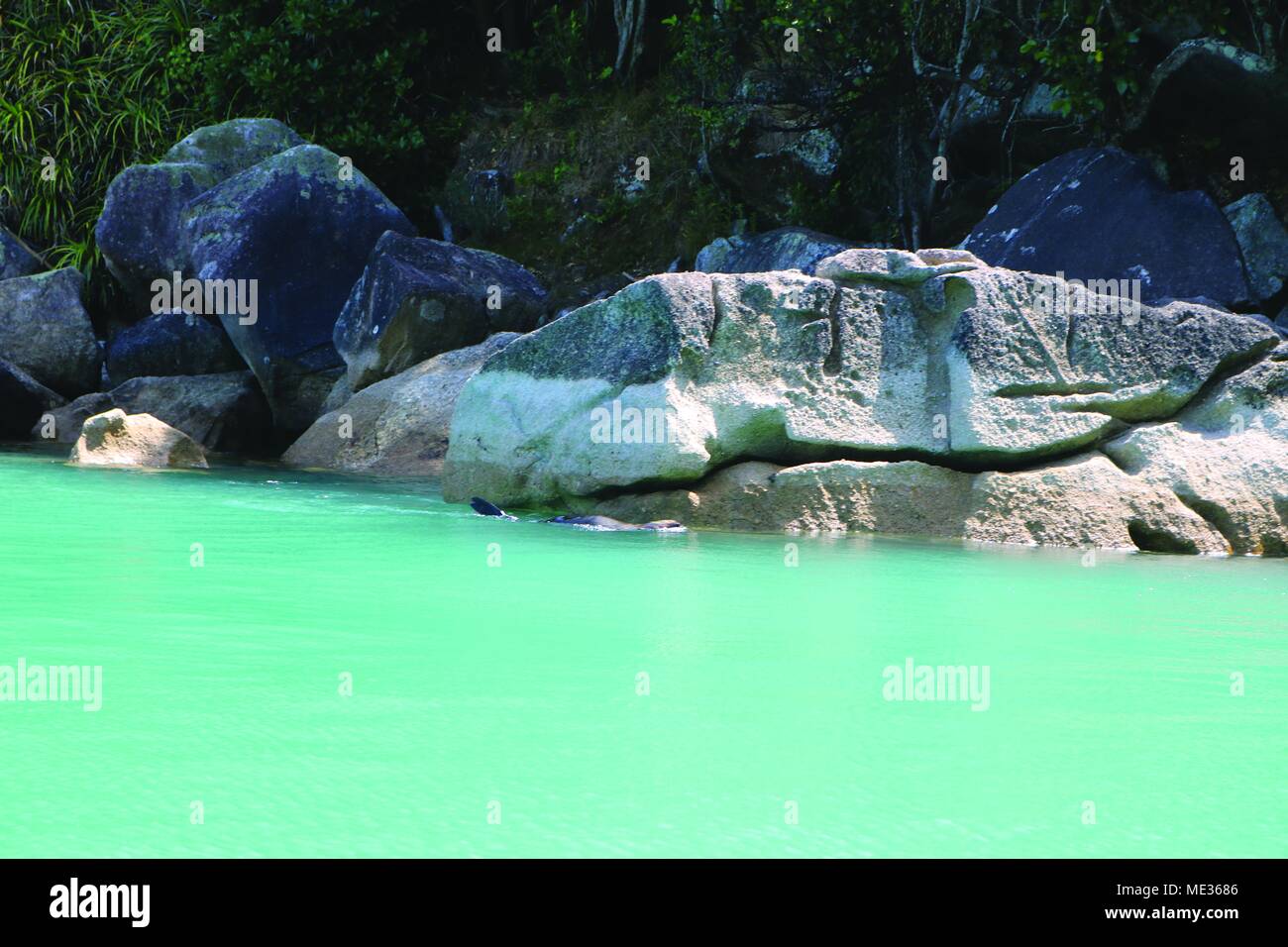 Piscine, parc national Abel Tasman, île du Sud, Nouvelle-Zélande Banque D'Images
