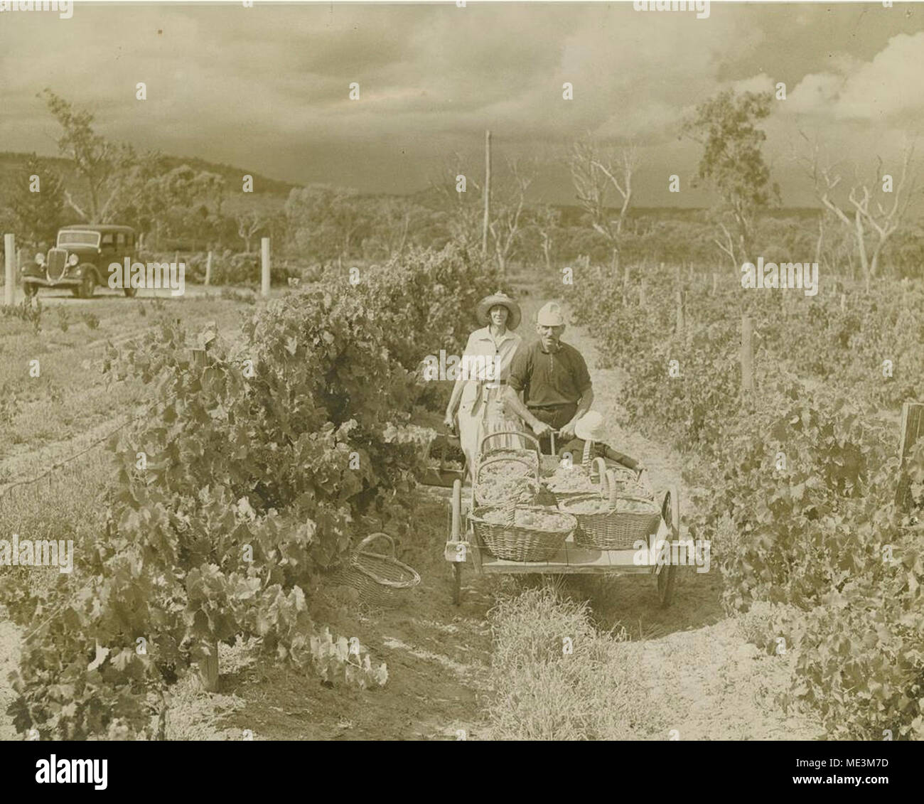 Les travailleurs agricoles cultures cueillette dans le paddock. Banque D'Images