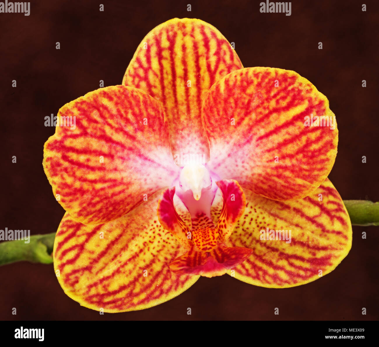 Rose jaune et rouge phalaenopsis orchidée fleur sur fond brun Banque D'Images