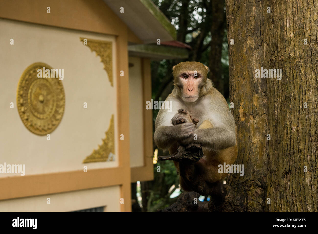 Un singe macaque adultes sauvages, rencontrés au mont Popa, assis sur une branche d'arbre, le calme comme si méditer. repos, refroidissement sur stick. La Birmanie, Myanmar Banque D'Images