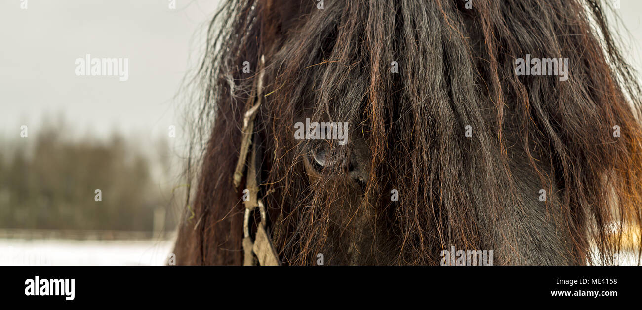 Brown étalon alezan cheval avec la crinière yeux gros plan sur terrain public à Zabrze, hautes terres de Silésie, Pologne. Banque D'Images