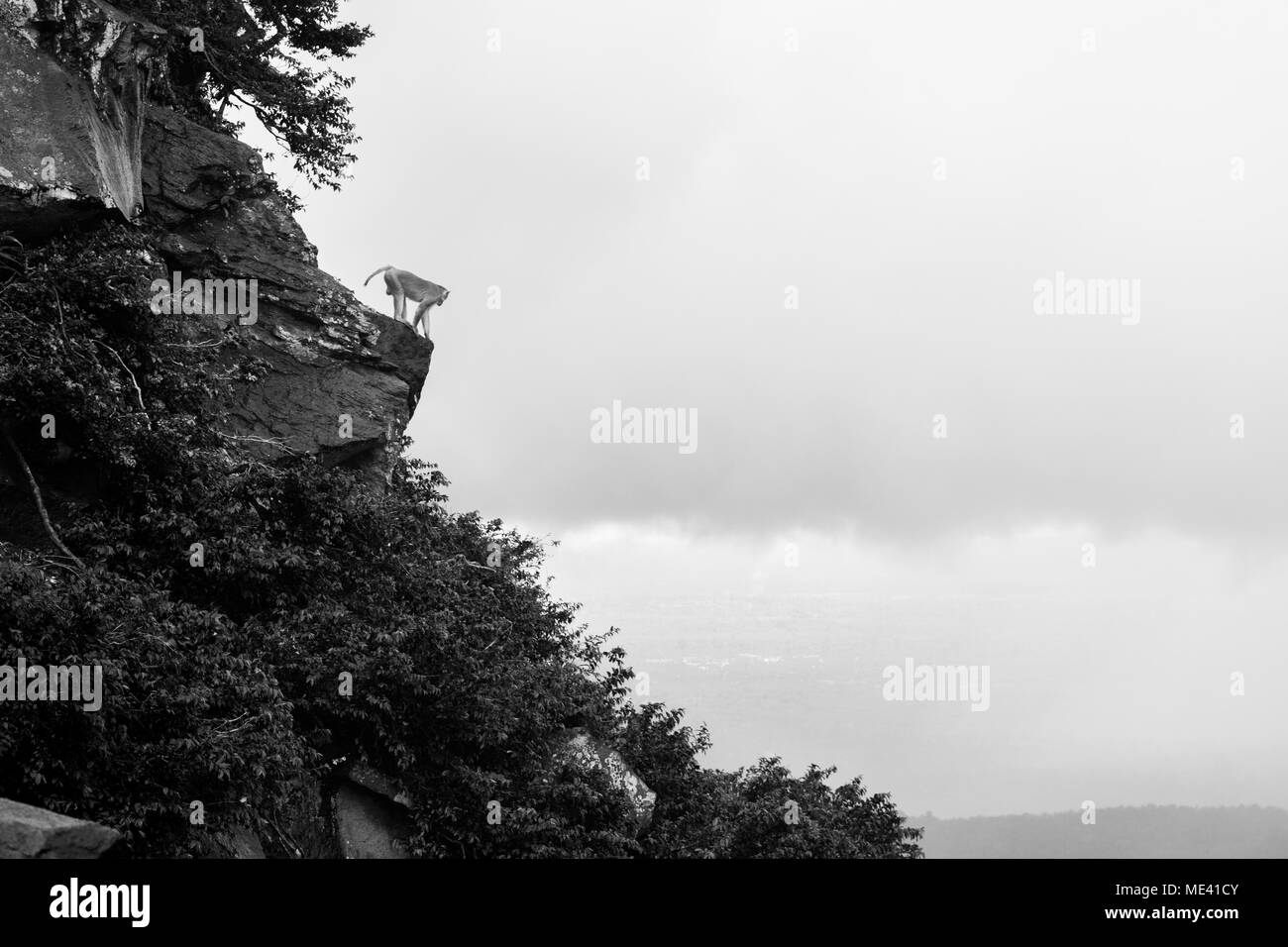 Singe macaque adultes seul sur la falaise du mont Popa, l'escalade sur le haut d'un rocher et de nuages, à descendre sur la Birmanie Myanmar Asie du sud-est Banque D'Images