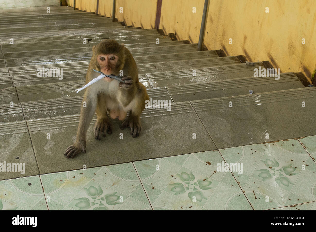Un singe macaque adultes sur les escaliers du mont Popa, avec une bouche pleine de maïs ou d'arachide emballés dans du papier journal, l'alimentation par les touristes La Birmanie Myanmar Asie Banque D'Images