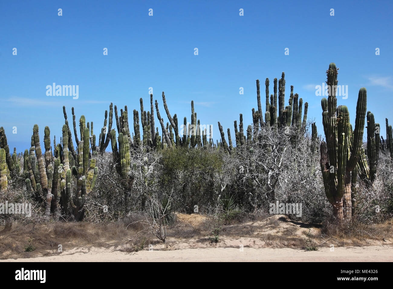 Jungle Cactus dans le désert, Cabo San Lucas, Mexique. Banque D'Images