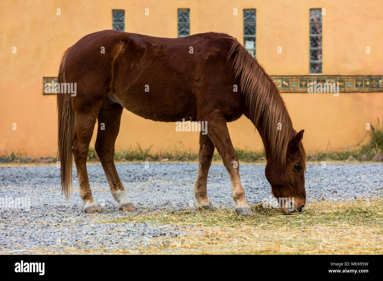 Un cheval lusitanien à la Granja Las Animas Ranch - San Miguel de Allende Mexique Banque D'Images