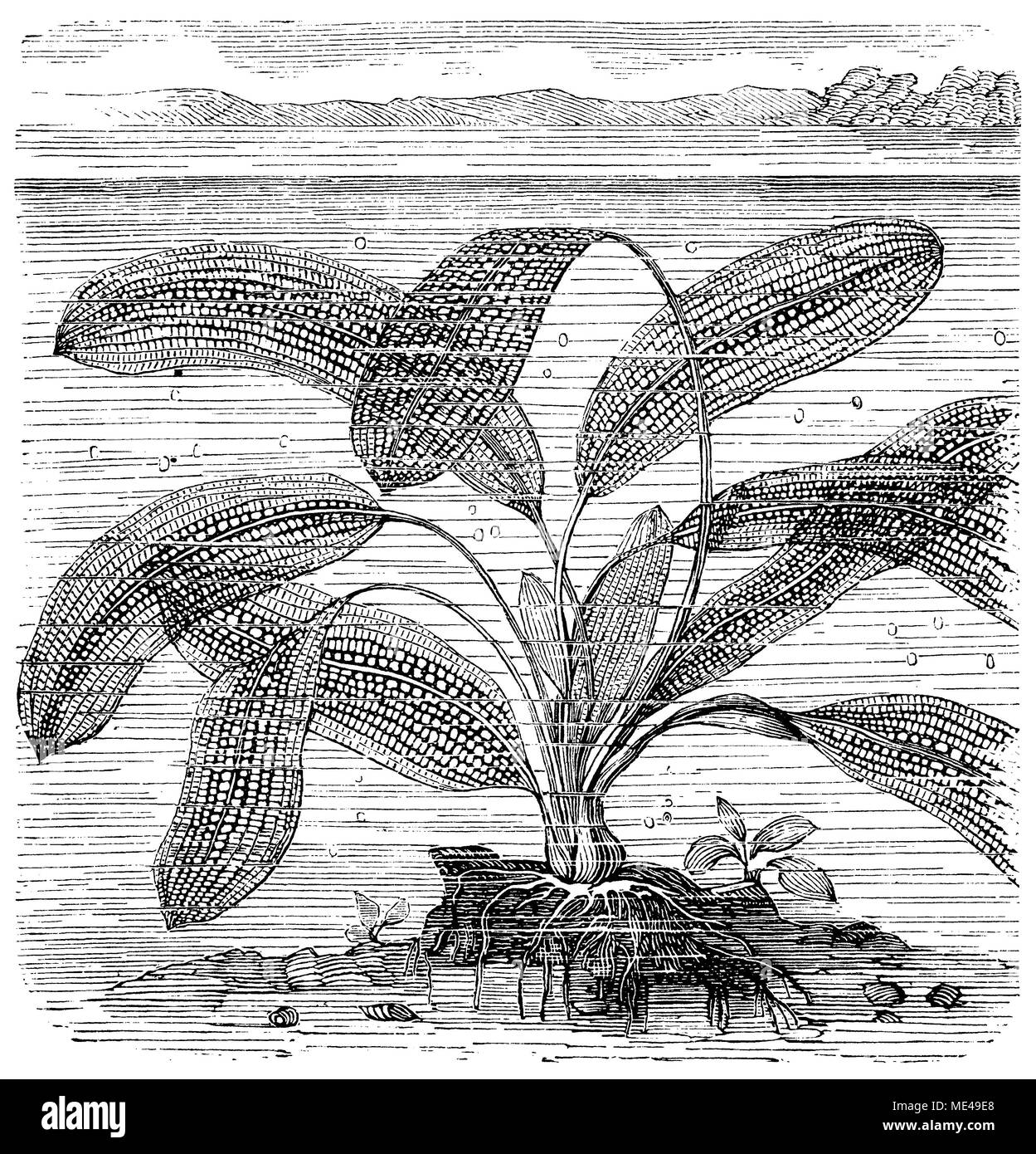 Madagascar laceleaf, treillis ou feuilles de plantes dentelle Aponogeton madagascariensis >,  < Banque D'Images