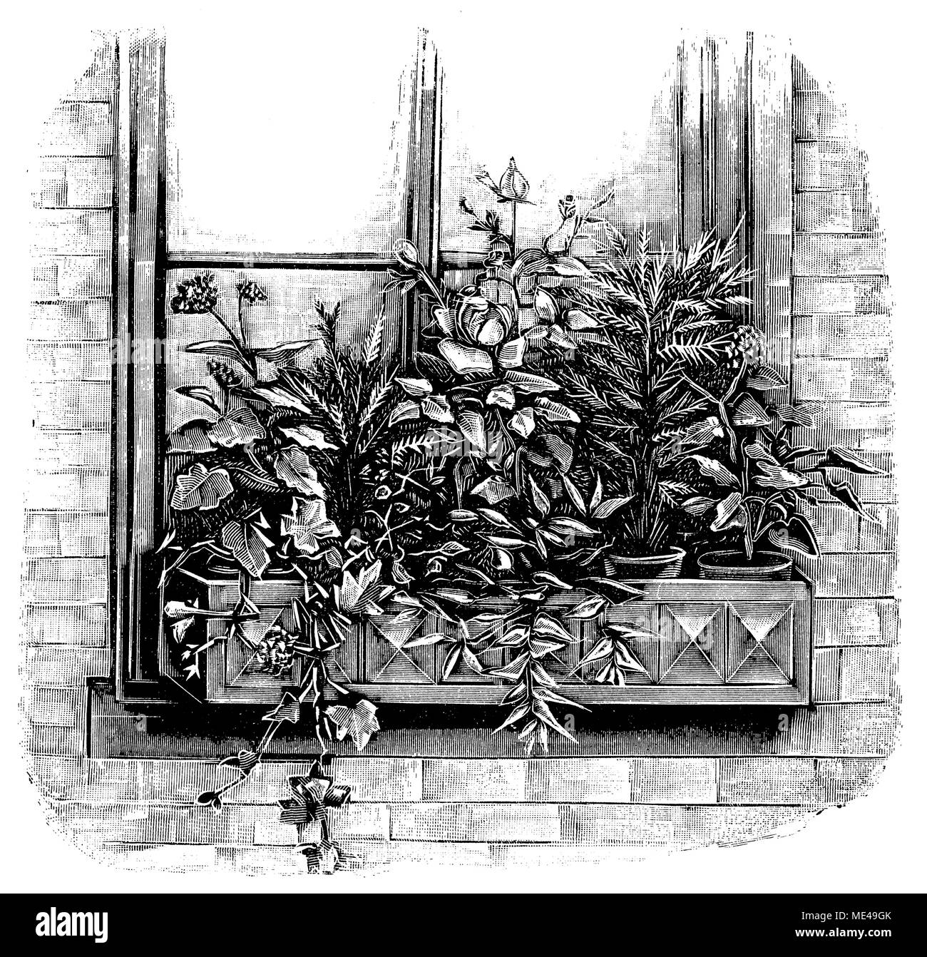 Fenêtre de lierre et de fleurs rose, 1912 Banque D'Images