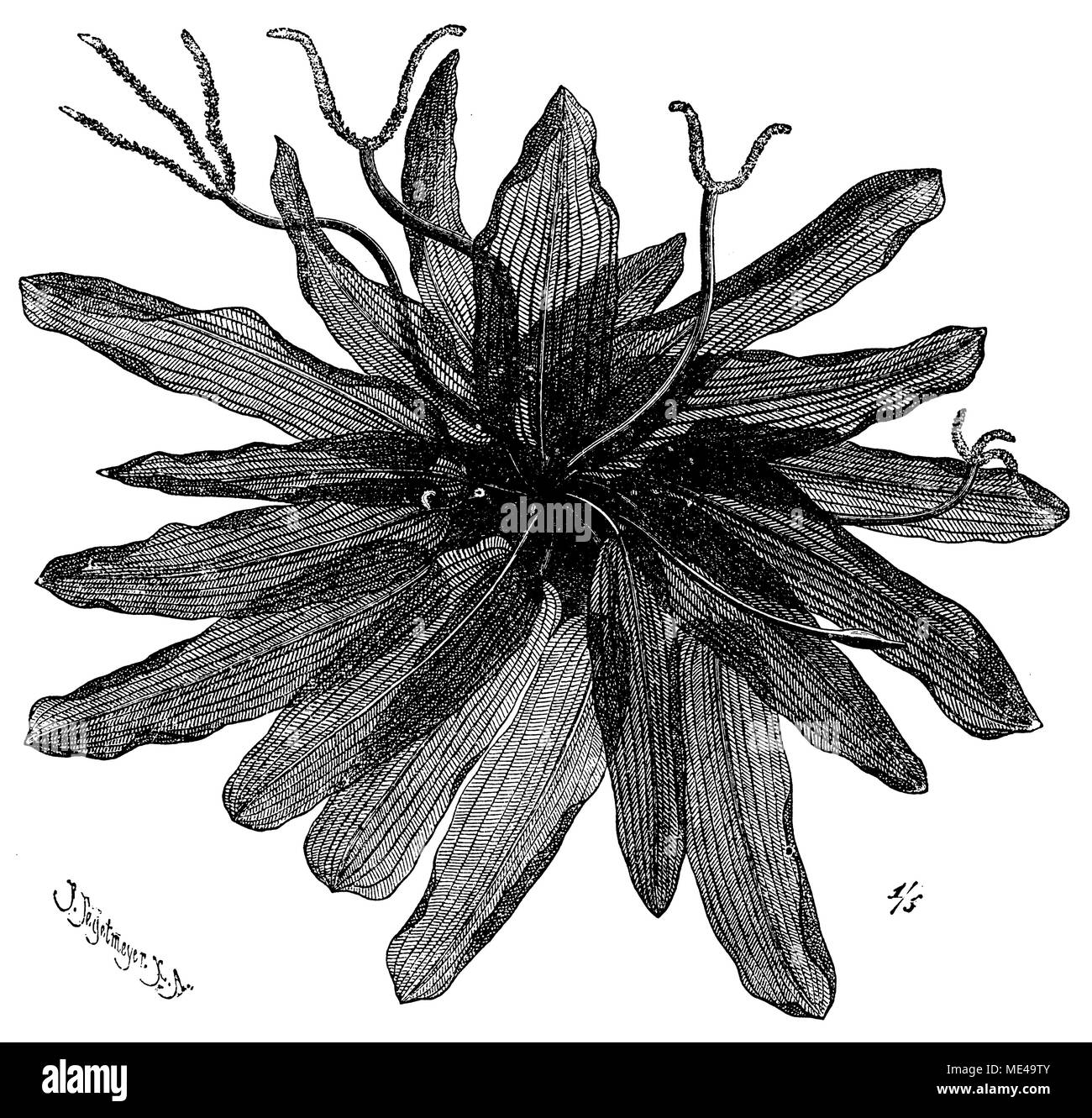 Madagascar laceleaf, treillis ou feuilles de plantes dentelle Aponogeton madagascariensis >,  <F Tegetmeyer 1900 Banque D'Images
