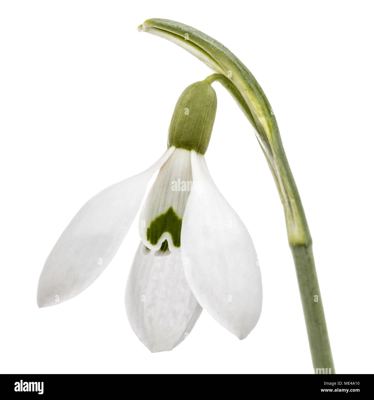 Fleur de snowdrop isolé sur fond blanc Banque D'Images