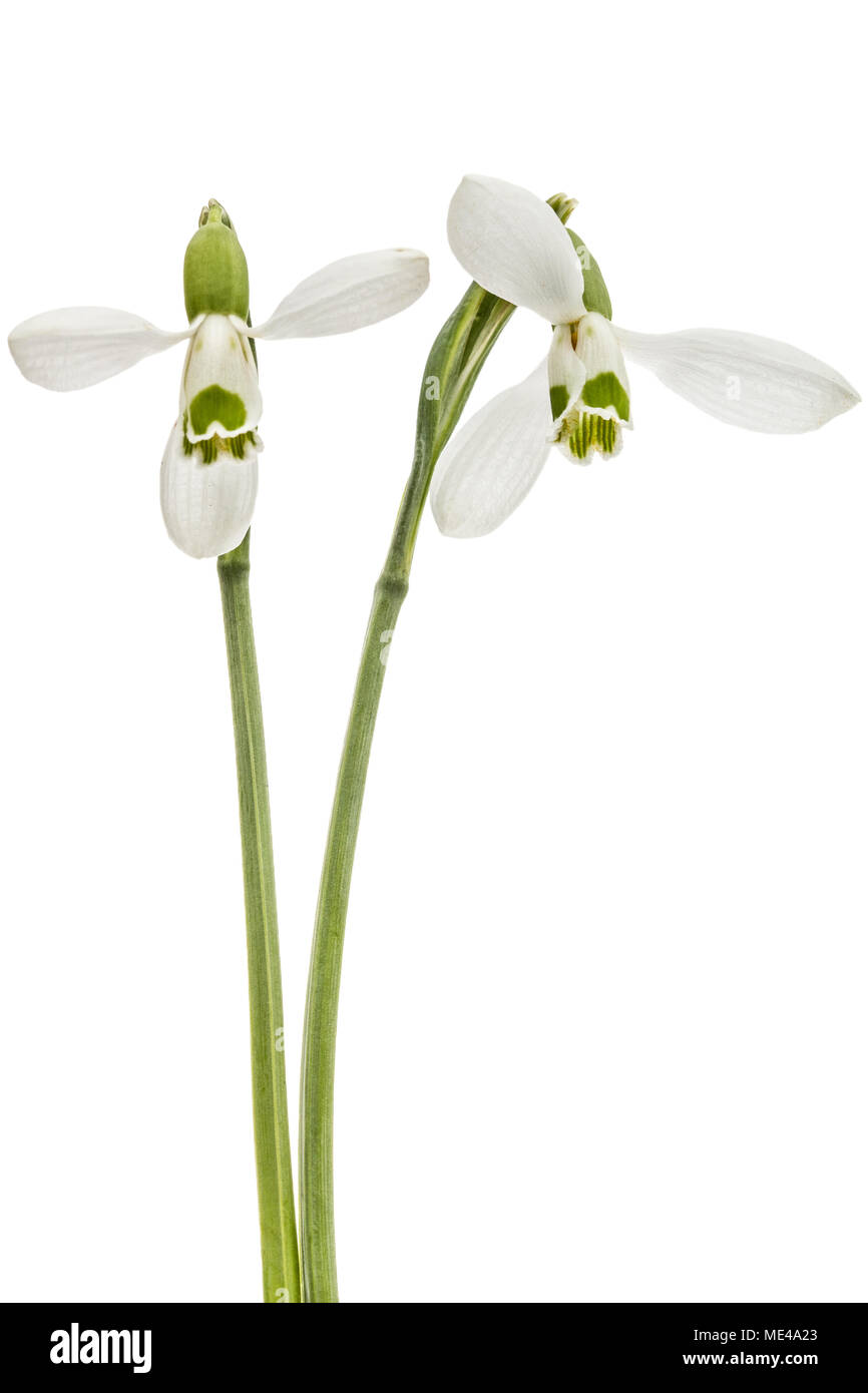 Deux de fleurs snowdrop isolé sur fond blanc Banque D'Images