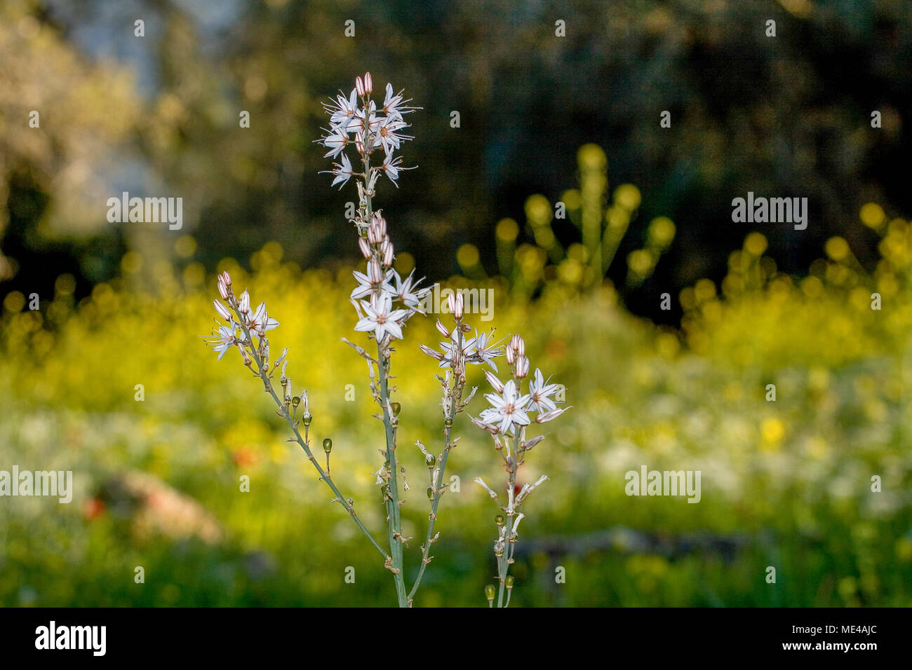 Asphodelus ramosus, également connu sous le nom de branches asphodel, est une herbacée vivace dans l'ordre. Brassicoideae Photographié en Israël en mars Banque D'Images
