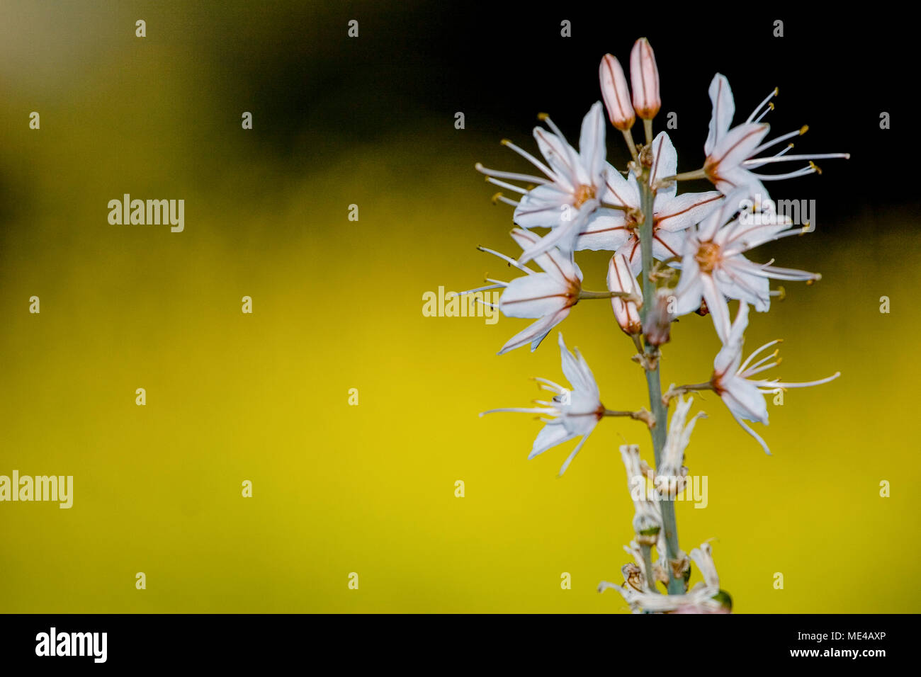Asphodelus ramosus, également connu sous le nom de branches asphodel, est une herbacée vivace dans l'ordre. Brassicoideae Photographié en Israël en mars Banque D'Images