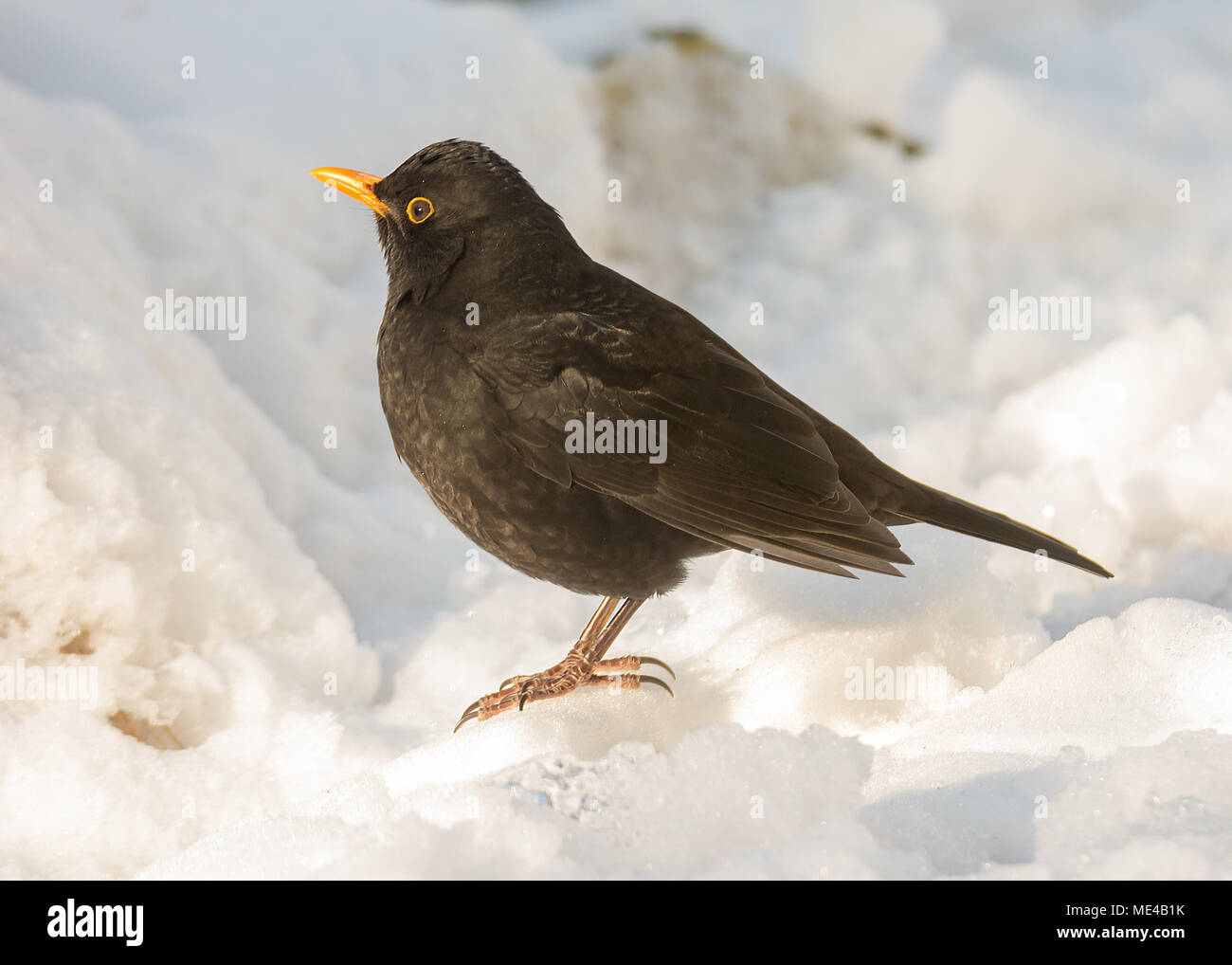 Libre d'un merle noir debout dans la neige Banque D'Images