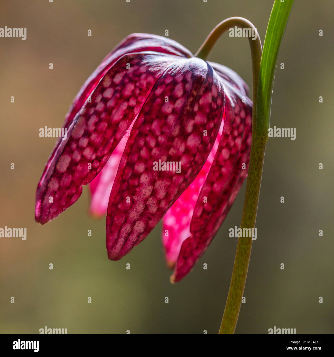 Une macro de fleurs naturelles fleur jonquille à damier (fritillaria meleagris) à rétro-éclairage Banque D'Images